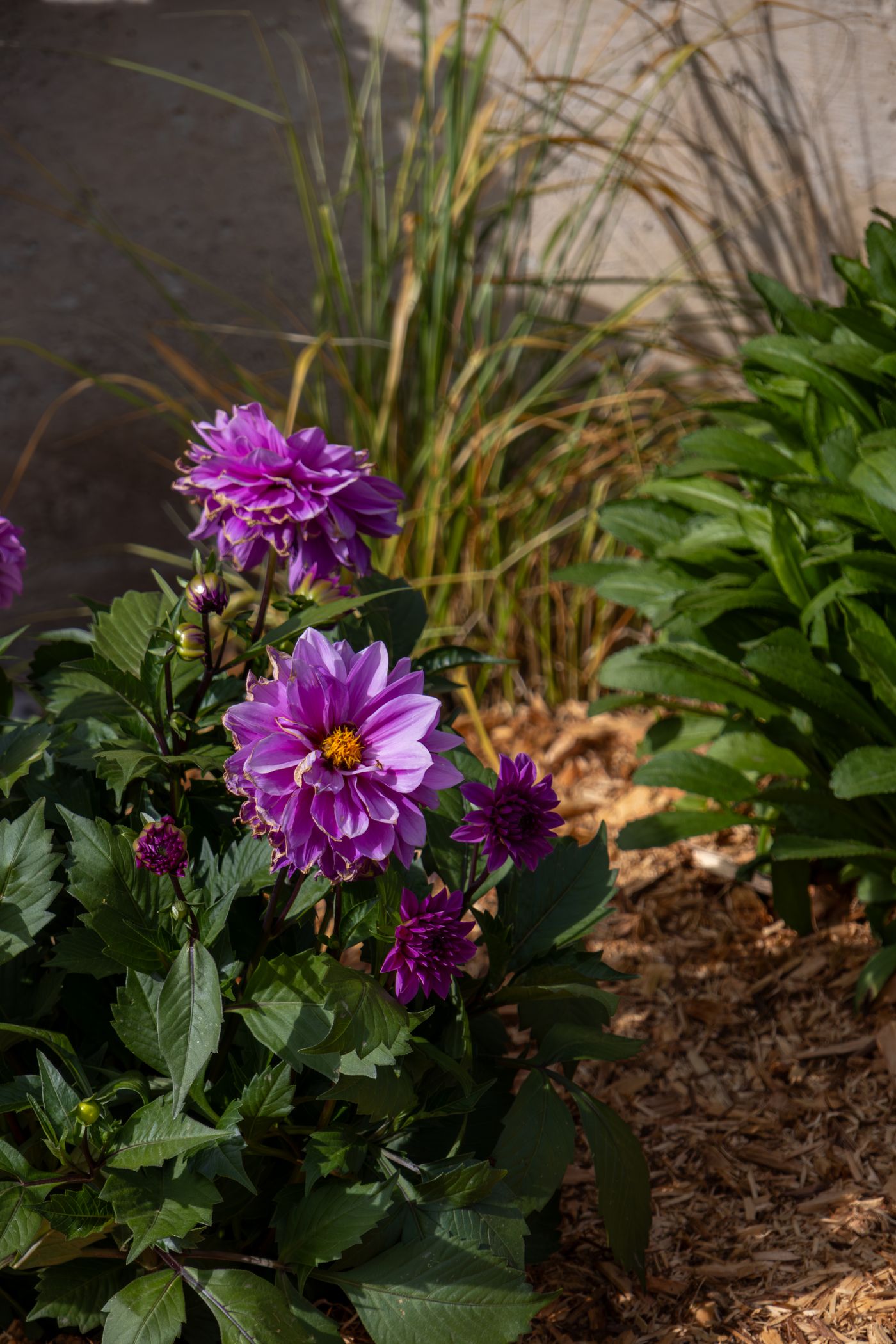 A colorful landscaped garden bed with blooming flowers, for illustration