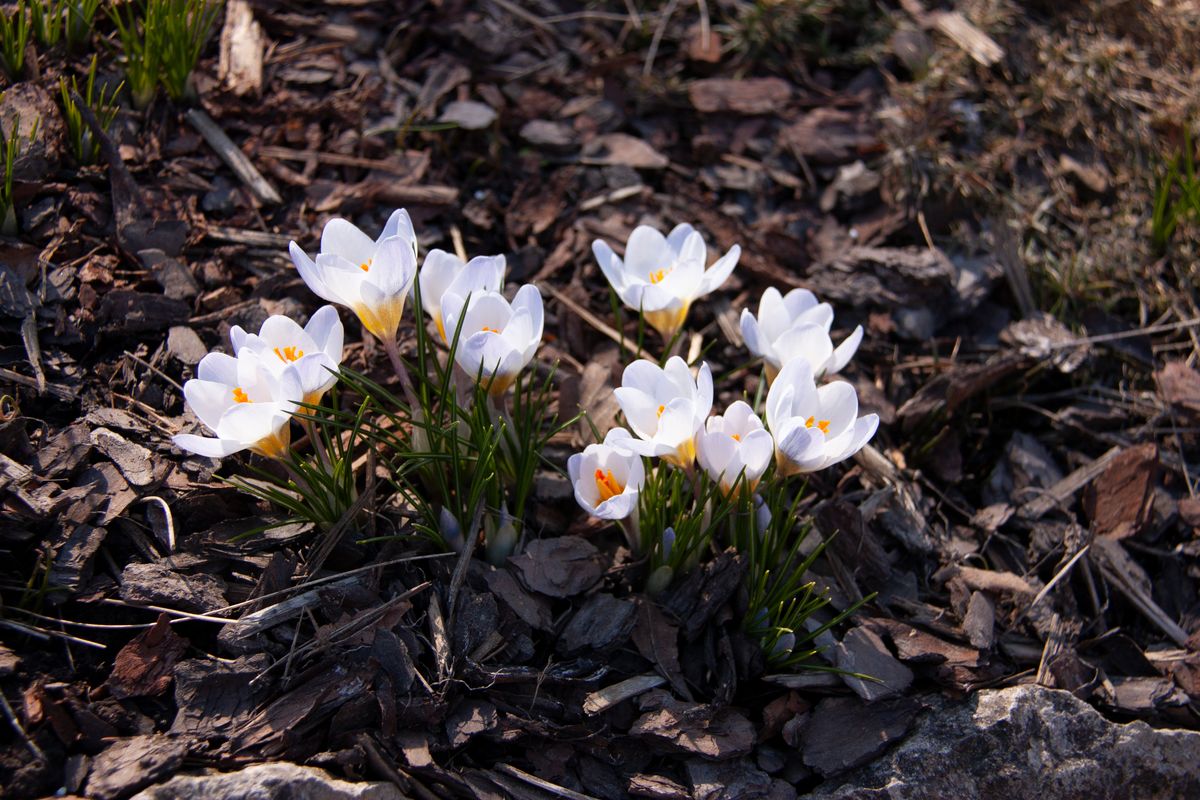A freshly mulched garden bed with white spring flowers, for illustration